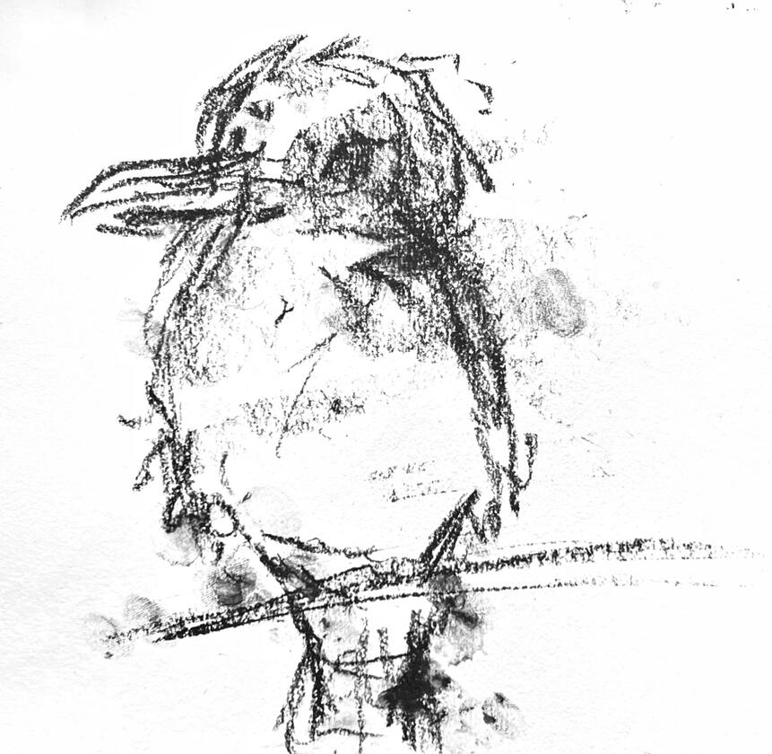 bird observation