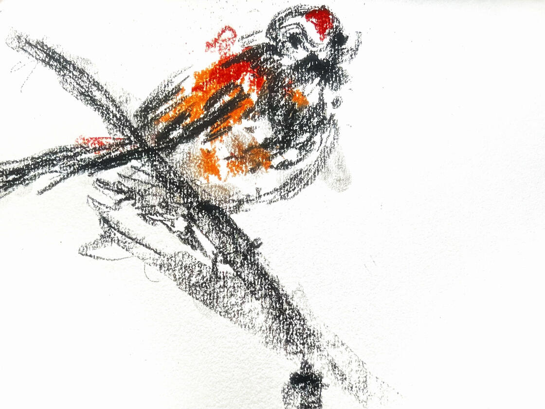 bird observation